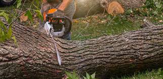 Lawn Maintenance Plans in Mason Neck, VA