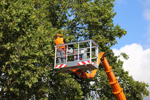 Best Tree Removal  in Mason Neck, VA
