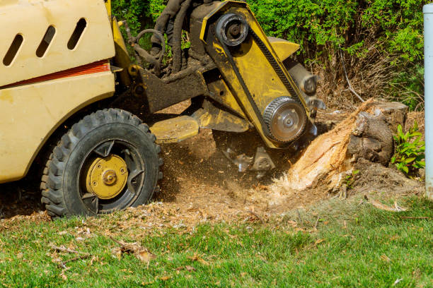 Best Lawn Pest Prevention  in Mason Neck, VA