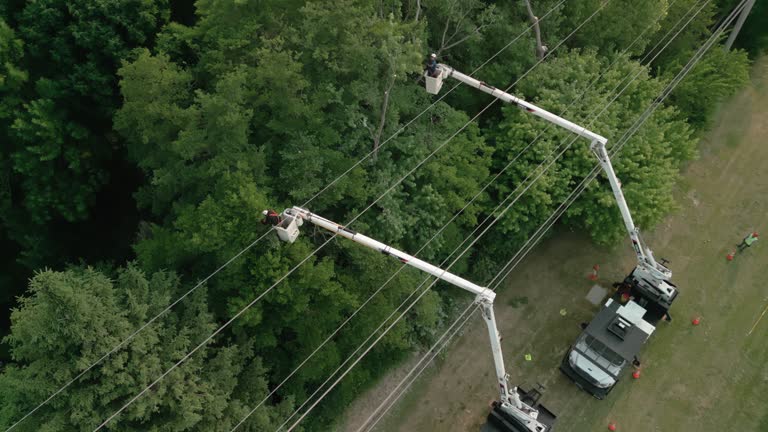 Best Tree Disease Treatment  in Mason Neck, VA