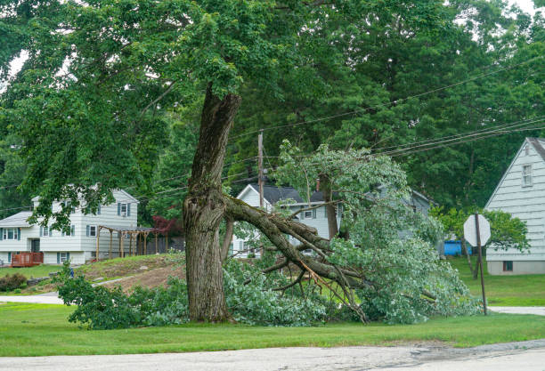 Best Stump Grinding and Removal  in Mason Neck, VA