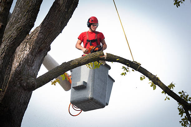 Best Tree Preservation Services  in Mason Neck, VA