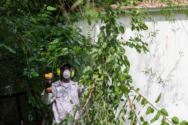 Best Tree and Shrub Care  in Mason Neck, VA