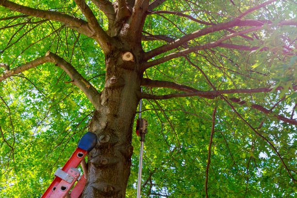 Best Emergency Tree Removal  in Mason Neck, VA